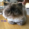 turk