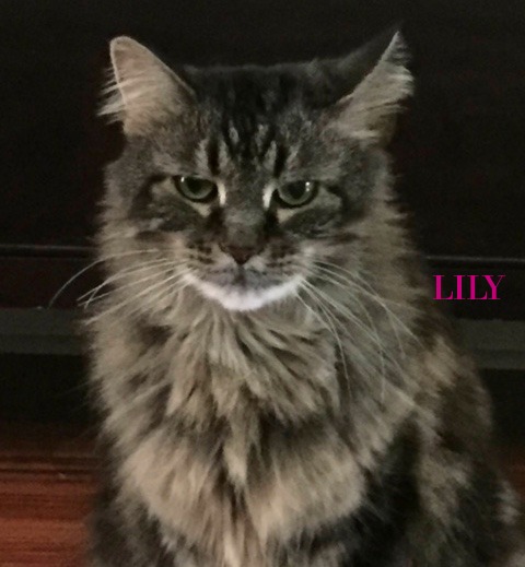 lily1