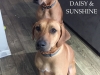 Daisy:Sunshine